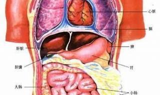 五脏六腑指什么 人体五脏六腑位置图