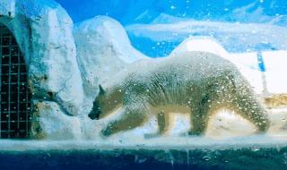 小梅沙海洋世界 小梅沙海洋世界