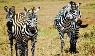 班马是白条纹的黑马