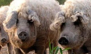 马来西亚的国宝是什么 猪是哪个国家的国宝